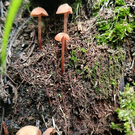 Eco-Cabana Piemonte Guasca Dış mekan fotoğraf