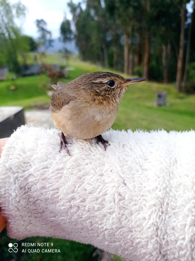 Eco-Cabana Piemonte Guasca Dış mekan fotoğraf