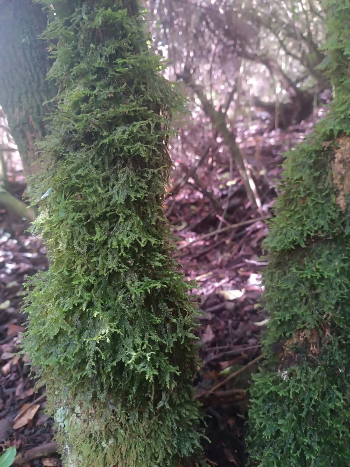 Eco-Cabana Piemonte Guasca Dış mekan fotoğraf